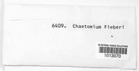 Chaetomium fieberi image